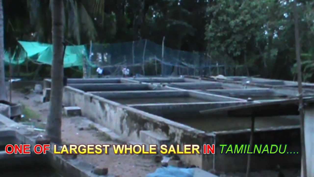 FISH FARMING IN TAMIL NADU EBOOK FISH FARMING IN TAMIL NADU EBOOK