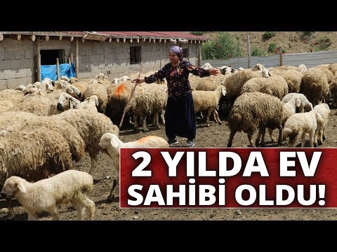 Video: Üzümlerin Katmanlanarak çoğaltılması: Sonbahar Ve Yaz Aylarında Nasıl çoğaltılır? Yeni Başlayanlar Için Bir çalıdan Katmanlama Nasıl Kazılır? Yeşil Ve Diğer Katmanlar Nasıl Doğru B