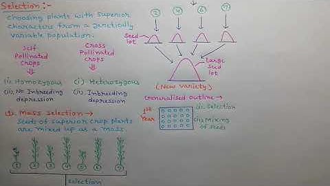 plant breeding mass & pure line selection
