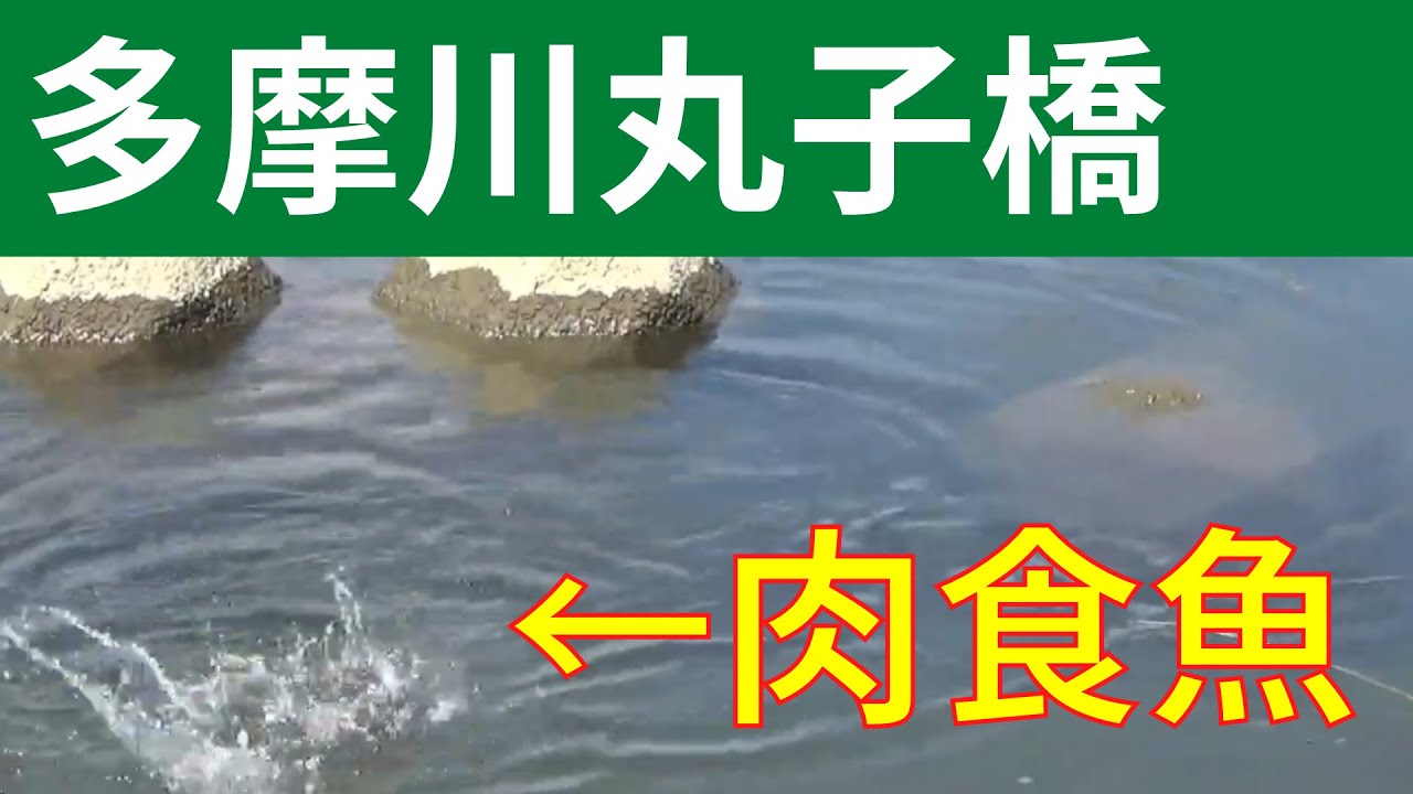 多摩川でテナガエビ釣りしたら予想外の肉食魚 年 Youtube