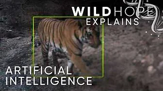 Meet the AI Helping Humans and Tigers Coexist | Wild Hope Explains