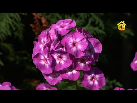 Цветущий сад вместо болота. Своими руками // FORUMHOUSE