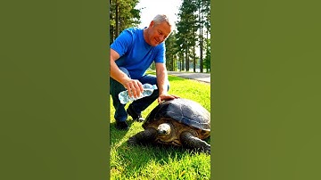 A Kind Man Helps Fainting Turtle on Hot Road 🐢🔥 #wildlife  #shorts