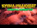 Купил индюшат Хайбрид Конвертер . [Жизнь в деревне]