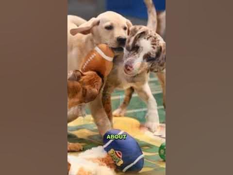 Watch the 2024 Puppy Bowl Sunday at 200 pm Adoptable pups compete for