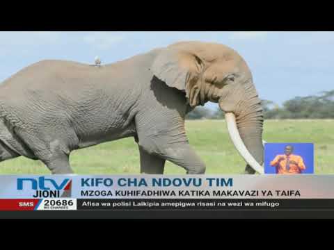 Mzoga Wa Ndovu Tim Kuhifadhiwa Katika Makavazi Ya Taifa
