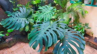 Tips Merawat Tanaman Monstera King #plants #green #world