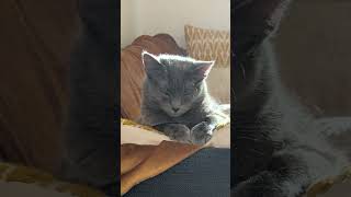 Monica's Housing Journey | ESA With Certapet