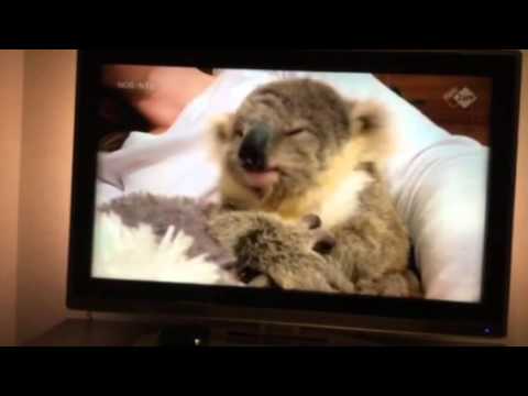 Video: Alles Over Koala's