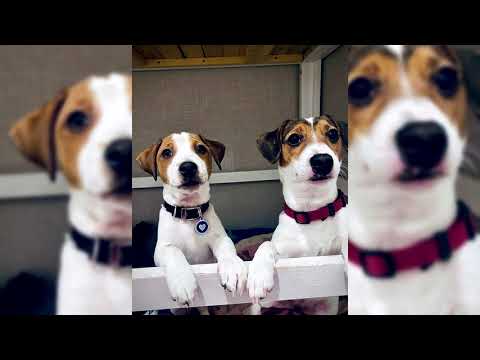 Vidéo: Jack Russell Terrier: Faits Intéressants, Avantages Et Inconvénients De La Race