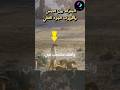 مواجهة خطيرة بين الكوبرا والنمس النهاية صادمة الجزء الثاني النمس حيوانات الكوبرا 