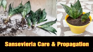 Sansevieria Care & Propagation L How To Repot Sansevieria Plant L All About Sansevieria Plant L