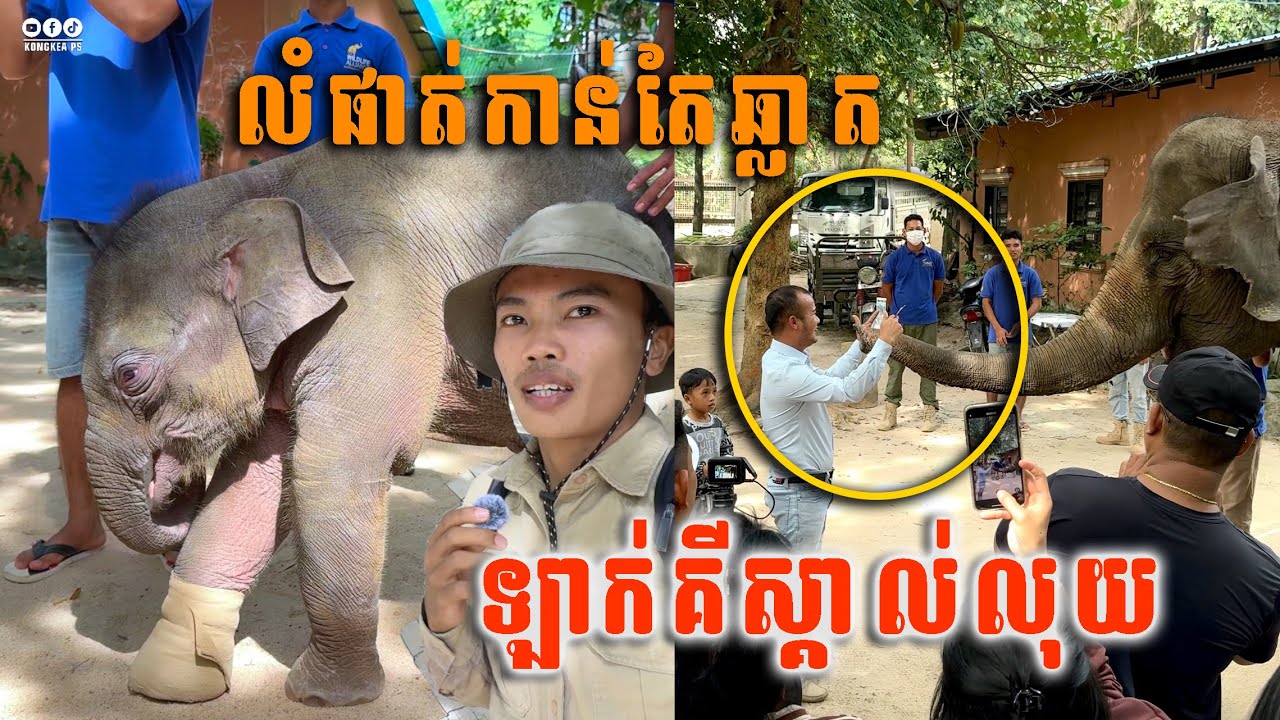 លំផាត់ជាដំរីដែលឆ្លាតហើយមានប្រវត្តិកំសត់ដូចគ្នា 