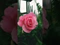 Pink Rose in Full Bloom