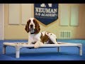 Wilson (Welsh Springer Spaniel) Boot Camp Dog Training Video Demonstration