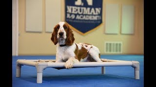 Wilson (Welsh Springer Spaniel) Boot Camp Dog Training Video Demonstration