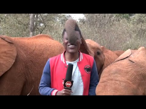 Baby elephant interrupts Kenyan local reporter during a piece to camera