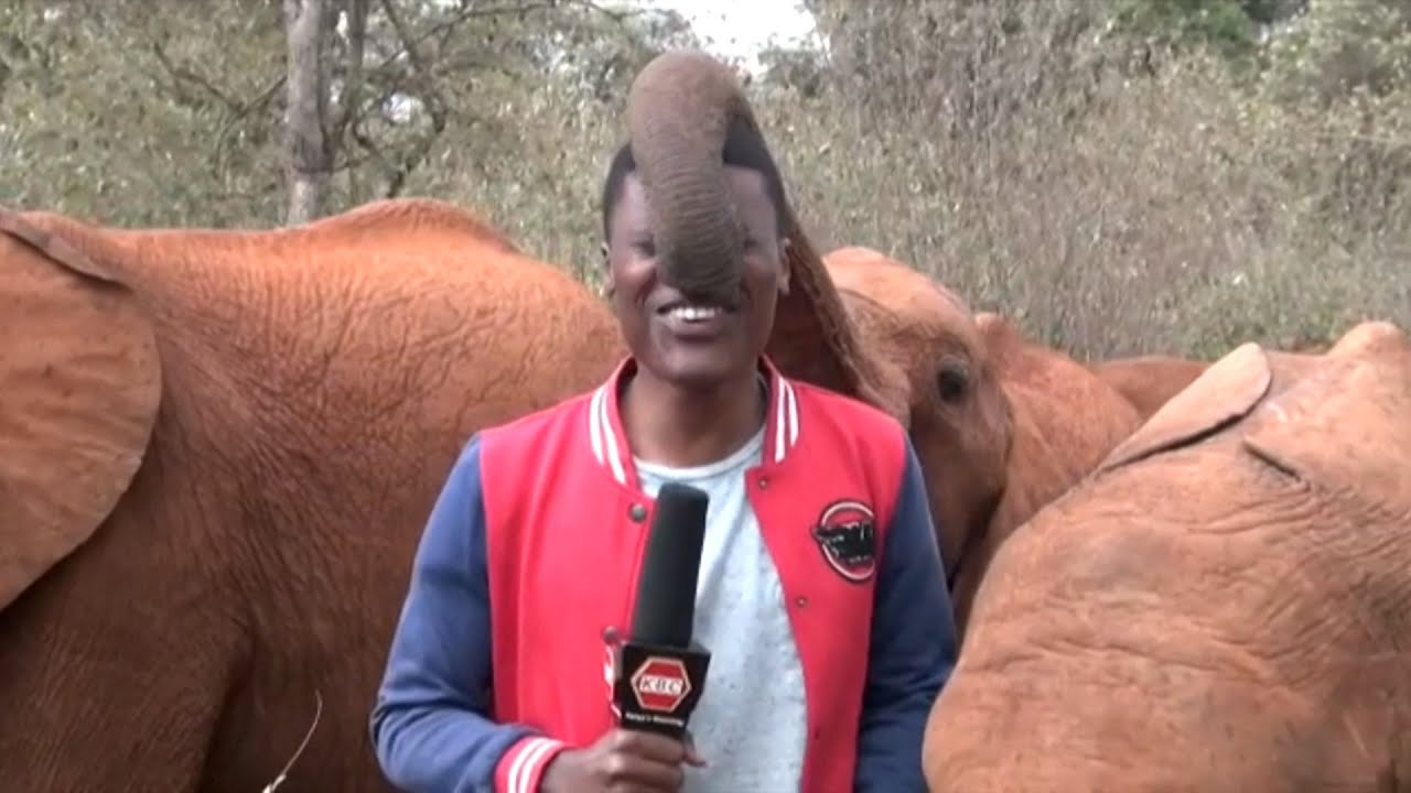 Hilarious Moment Baby Elephant Tickles a TV Presenter