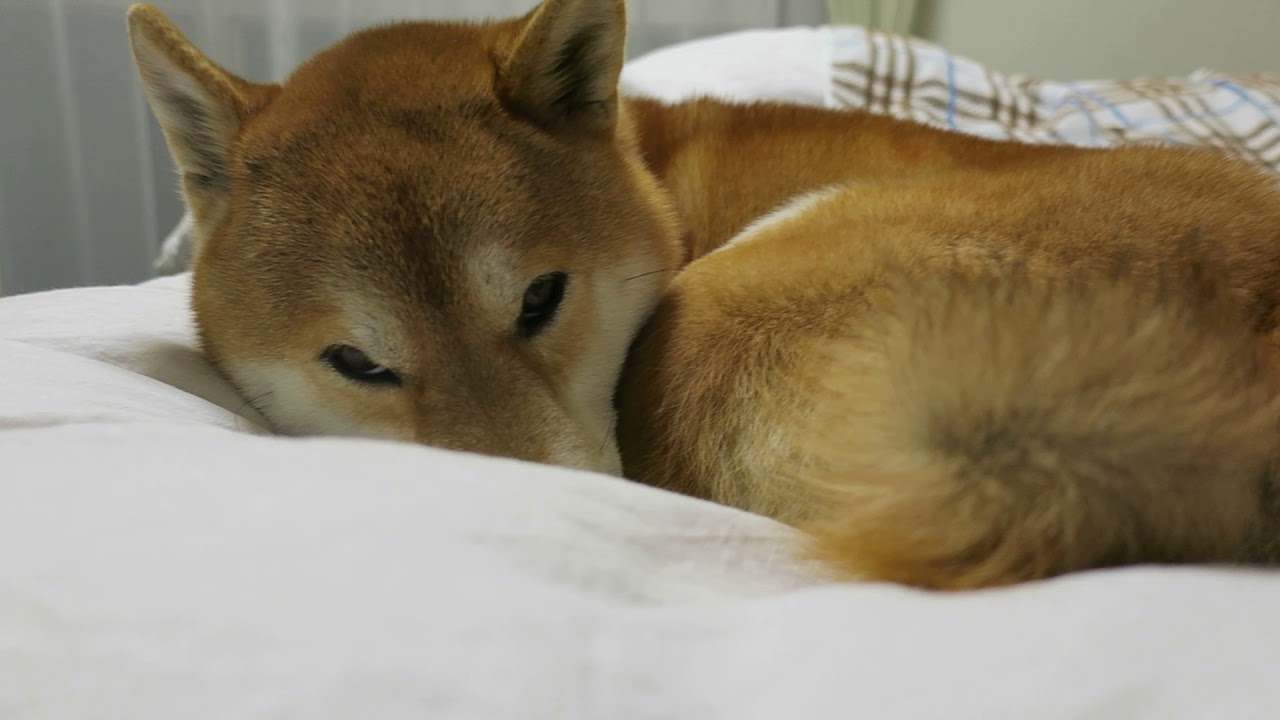 添い寝 動画あり Yamatoのひとりごと 添い寝 動画あり Yamatoのひとりごと