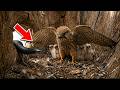Animal Documentary | An Owl Attacks A Falcon Nest | From Egg To Survivor