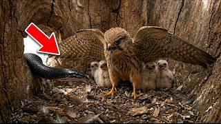 Animal Documentary | An Owl Attacks A Falcon Nest | From Egg To Survivor