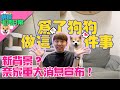 為了奈奈做這件事!!新背景？奈家重大消息宣布！｜奈家日常｜【柴犬Nana(奈奈)和阿楞】