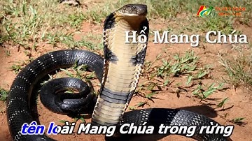 Nhạc Chế 2018 - Các Loài Rắn Độc Nhất Việt Nam - Tuyệt Phẩm Nhạc Chế