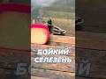 Бойкий селезень. Кормлю диких уток #аксельфранк #2k #shorts