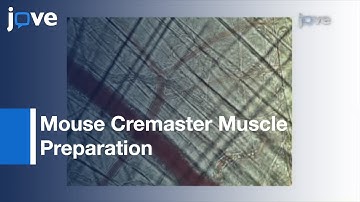 Mouse Cremaster Muscle Preparation For Intravital Imaging Of Microcirculation l Protocol Preview