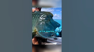 A Napoleon Fish?? HOW?🤯