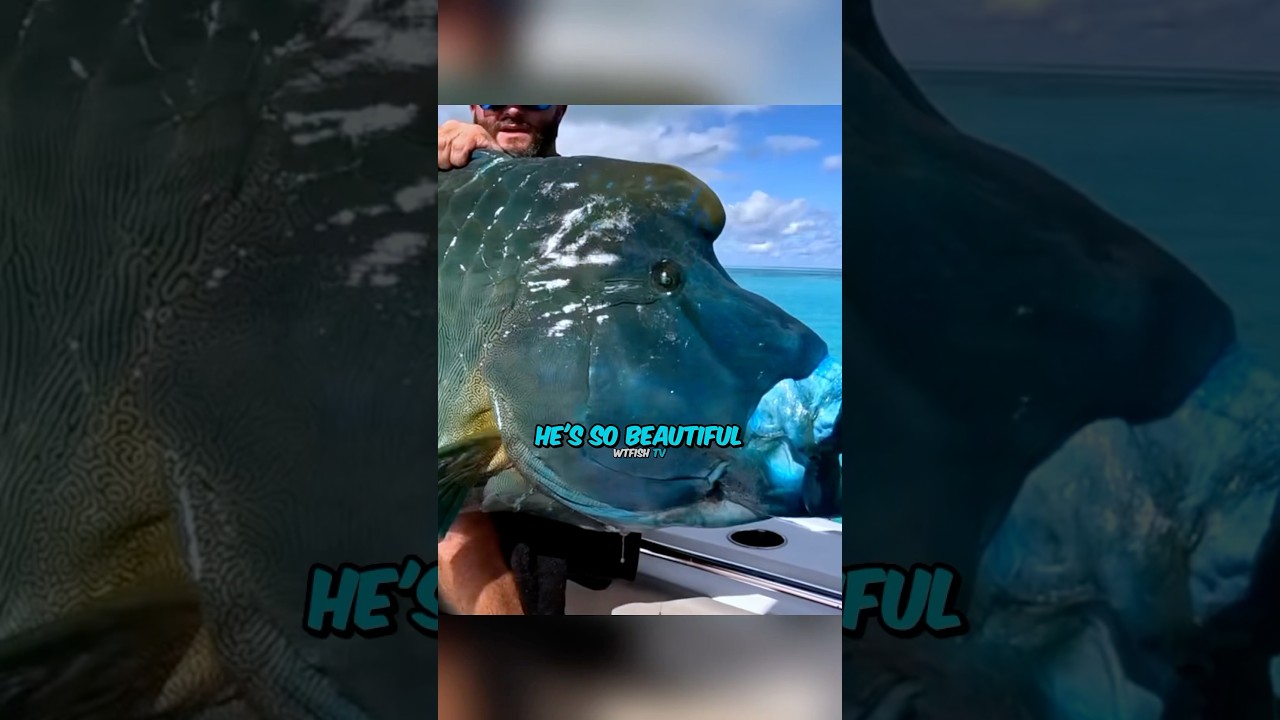 Рыба-наполеон? КАК?🤯