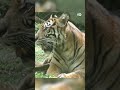 सुमात्रा टाइगर के चार बच्चों की चिड़ियाघर में धमाचौकड़ी [Four Sumatran Tiger cubs make public debut]