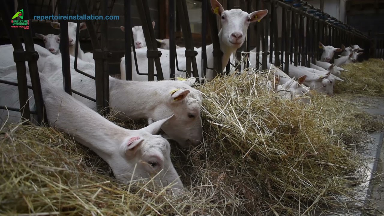 [RDI] Découvrez l'exploitation caprine à Saint André la Cote (69) à reprendre