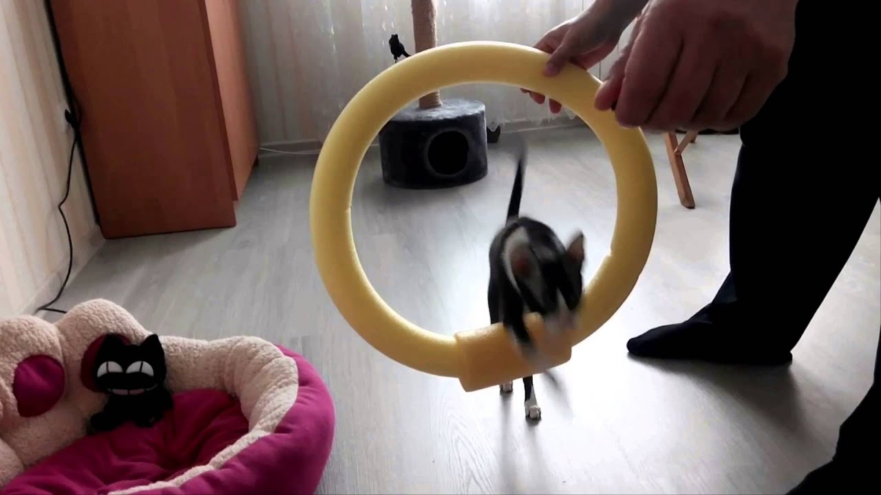 Корниш Рекс - Делает Кульбиты.