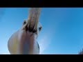 GoPro Awards: Seagull Theft - With Telemetry in 4K