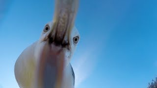 GoPro Awards: Seagull Theft - With Telemetry in 4K