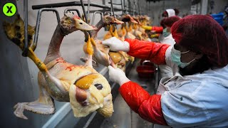 Cómo Se Hace El Foie Gras Dentro De Un Criadero De Gansos