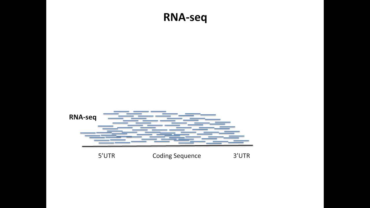 Behnam Abasht Gene Expression Analysis Using 3’RNA Sequencing YouTube