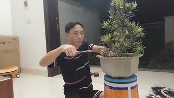 Chỉnh sửa cây tùng la hán bon sai