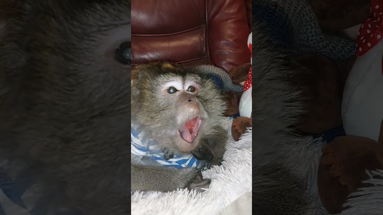 ⁣Зямка разговорился🤭😜🐒 #monkey #petmonkey #животные #экзотика #обезьяна #animals #зоо #питомец