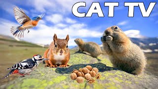 [IF YOUR CATS ARE HOME ALONE] Funny Squirrel & Bird For Cat To Enjoy 😻🦜 4K HDR CAT TV Relax Your Cat screenshot 4