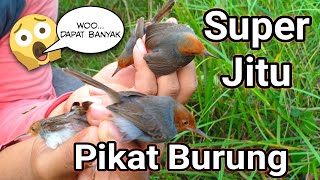 Suara Pikat Semua Jenis Burung Kecil
