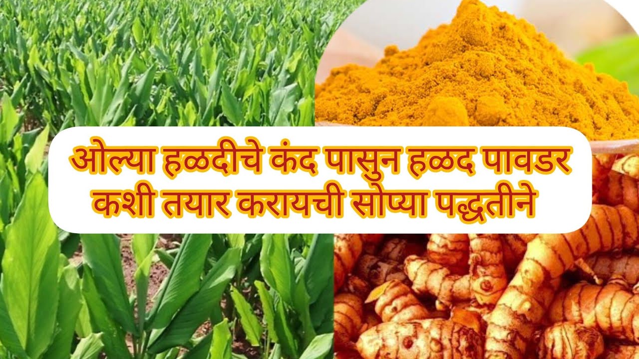ओल्या हळदी पासून आज मी हळद कशी बनवली ते बघू |How To Make Turmeric Powder|