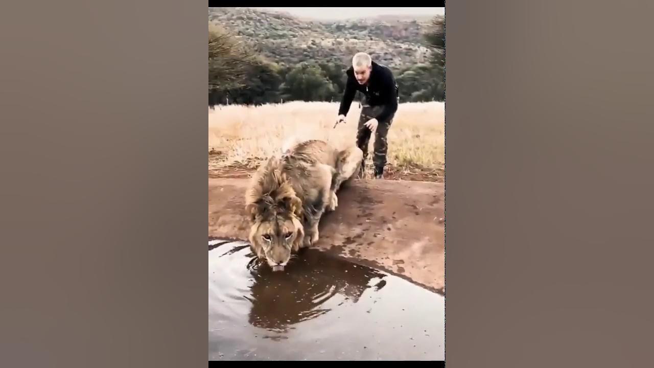 Лев гуляет по улице. Парк львов тайган чук. Лев найдена человек. Лев найдена человек. Сафари парк олега зубкова тайган.