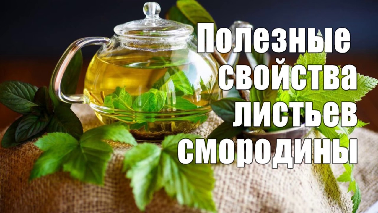 8 причин начать пить чай из листьев смородины сегодня