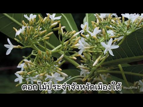 บุหงางามแดนใต้