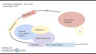 Modeling the Regulatory Switches of Pitx1 Gene in Stickleback Fish
