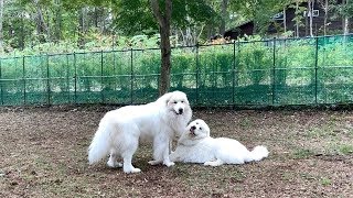 おだやかな日々が無くなったルンルン　Great Pyrenees　グレートピレニーズ