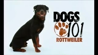 Порода собак Ротвейлер