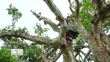 Nguồn gốc của cây chè